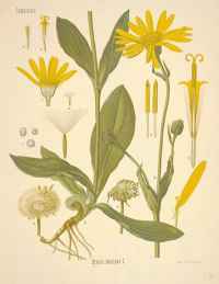 Aрника - Баранник (Arnica montana L.)